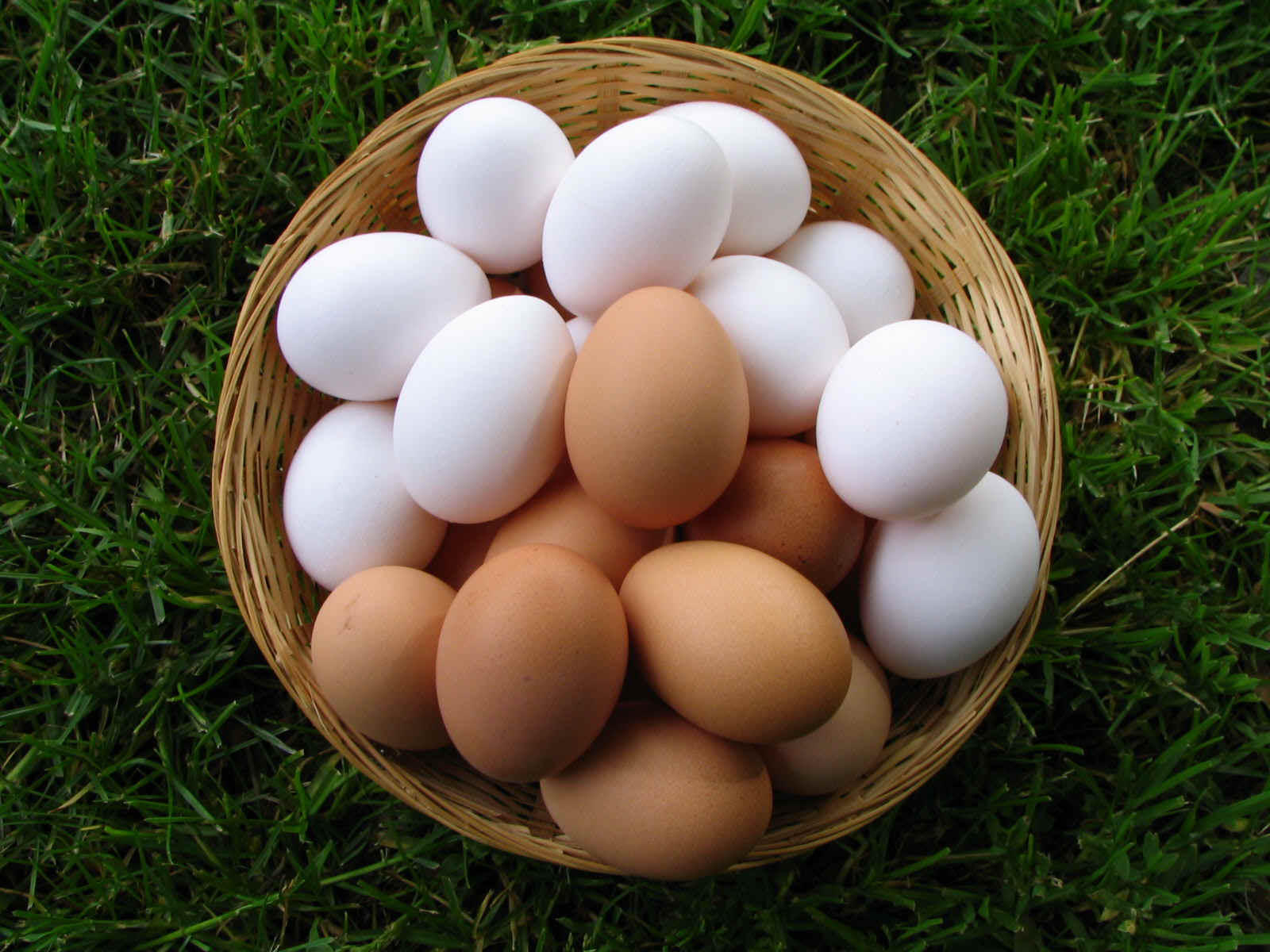 36,4% яиц снесли курицы в Китае: о некоторых результатах анализа мирового рынка яиц 
